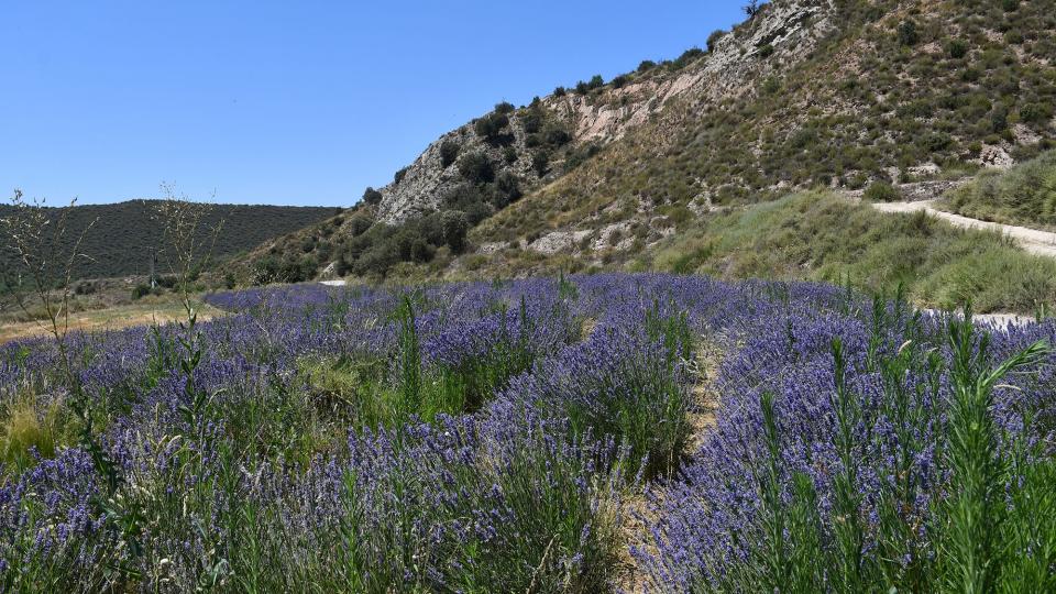 11.7.2021 Conreu d'Espígol a les Torres del Riu  Sanaüja -  Ramon Sunyer