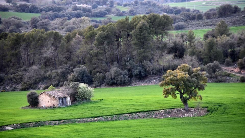 14 de Abril de 2022 Paisatge  Oliola -  Ramon Sunyer