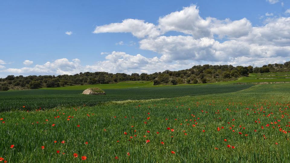 8 de Maig de 2022 Paisatge  Puig-Arner -  Ramon Sunyer