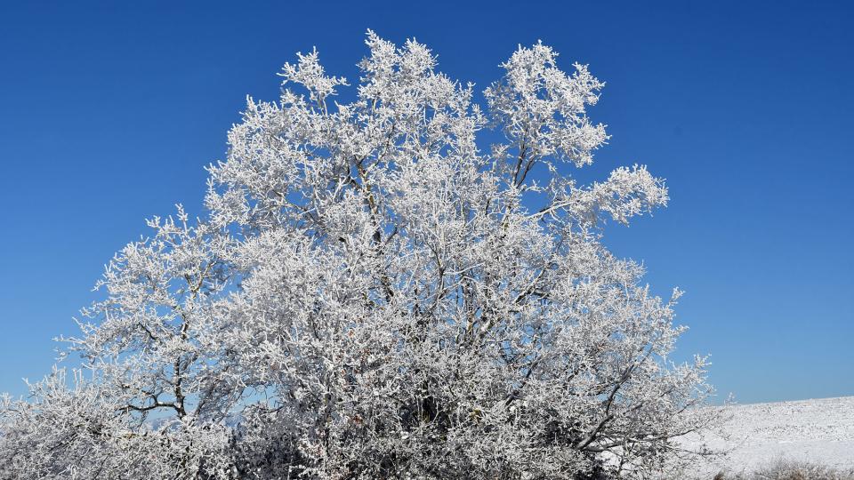 6 de Gener de 2026 paisatge  Prades de la Molsosa -  Ramon Sunyer