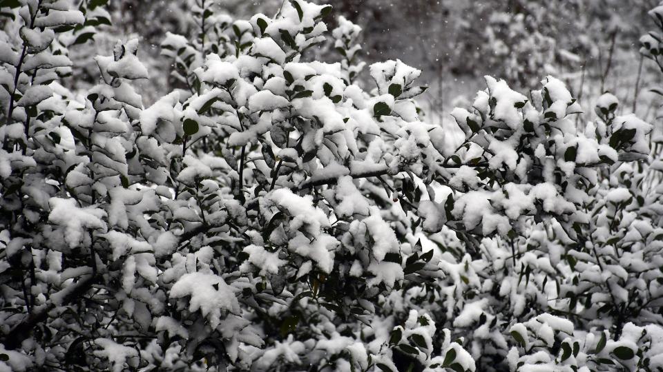 5 de Gener de 2026 Nevada  Torà -  Ramon Sunyer