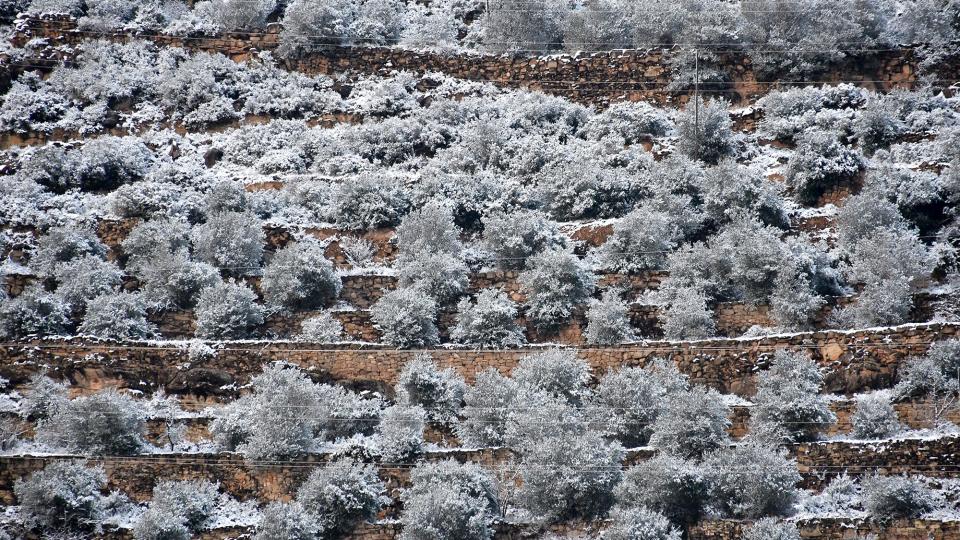 5 de Gener de 2026 olivers  Torà -  Ramon Sunyer