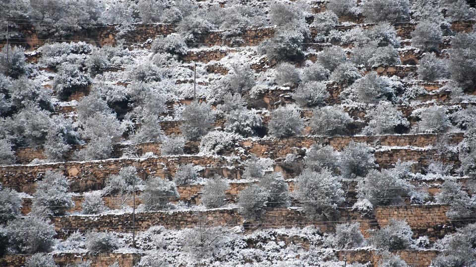 5 de Gener de 2026 olivers  Torà -  Ramon Sunyer