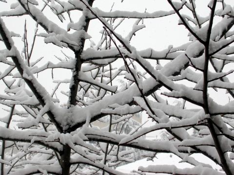 28 de Gener de 2006 Gruix de neu acumulat a les branques d'un arbre  Igualada -  Ramon Sunyer i Balcells