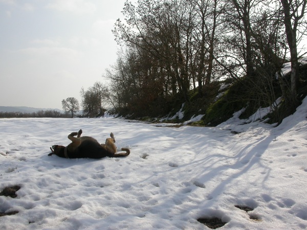 12.2.2006 La neu al cap de 15 dies  Torà -  Ramon Sunyer