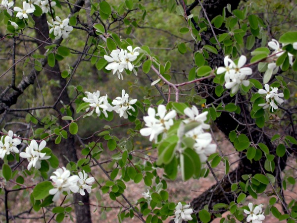 16 de Abril de 2006 Arbre florit  L'Aguda -  Ramon Sunyer