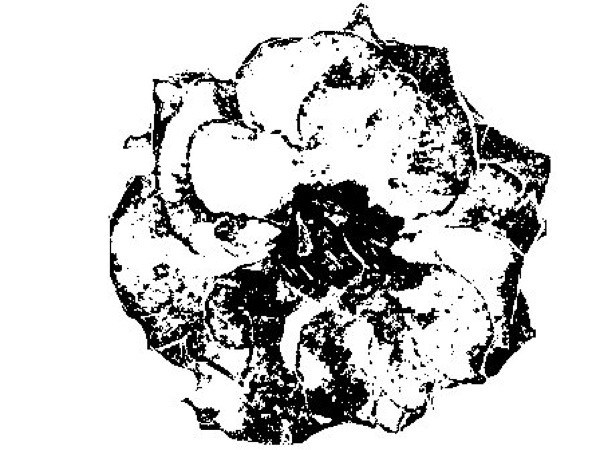 10 de Abril de 2006 - Al gust - Segarra - Josep Gatnau Grau