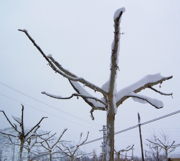 28.1.2006 Detall d'arbre  Torà -  J.Gatnau Grau