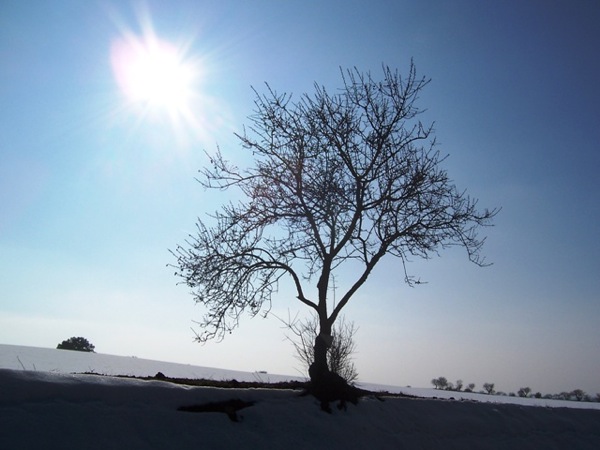 28 de Gener de 2006 Arbre soleiat  Guissona -  J.Gatnau