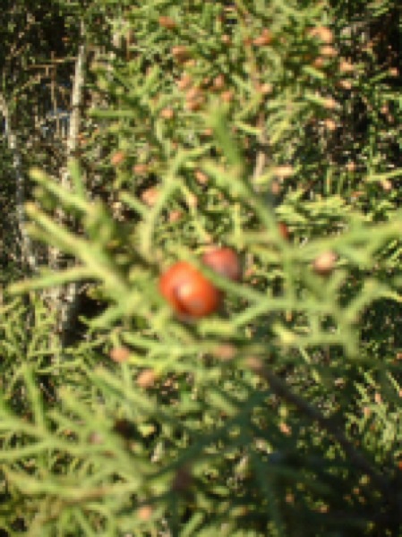 10 de Juny de 2006 Detall (Gàlbul del Juniperus)  Segarra -  Sara