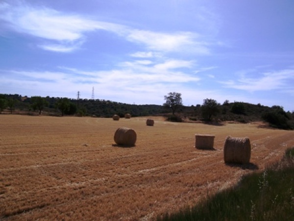 10 de Juny de 2006 Bales de palla rodones  Segarra -  Josep Gatnau