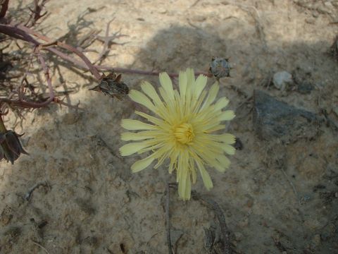 29 de Octubre de 2006 Una flor  Segarra -  mariangels