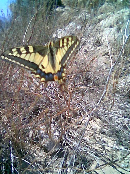 9 de Setembre de 2007 Papilio Machaon(papilionidae)  Torà -  Sara Perez, Angela Sunyer