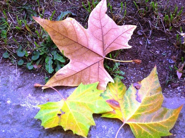 6 de Novembre de 2006 Tardor  Torà -  Josep Gatnau i Grau