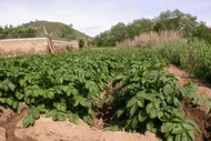 Torà: Patateres
  Ramon Sunyer