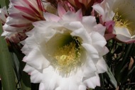 Torà: Detall flor de cactus  Ramon Sunyer