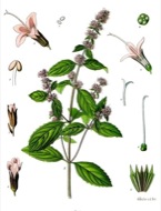 : Menta piperita  Franz Eugen Köhler