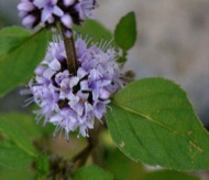 Menta piperita florida