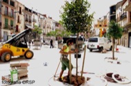 Torà: Plantant els darrers arbres  Ramon Santesmasses