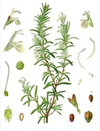   : Romaní­ Rosmarinus officinalis  Franz Eugen Köhler