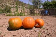 Torà: Carabasses  Ramon Sunyer