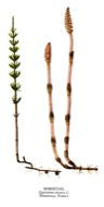 : Equisetum arvense 