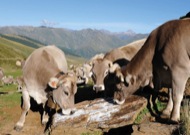 exposició Catalunya terra pagesa                                 