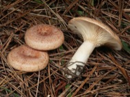 : Lleteralga (Lactarius chrysorrheus) no comestible 