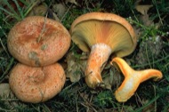 : Rovelló d'obaga o pinetell (Lactarius deliciosus) 