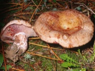 : Rovelló (Lactarius vinosus) 