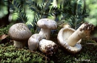 : Fredolic metzinós ( Tricholoma pardinum) 