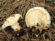 : Llenega blanca (Hygrophorus Glyocyclus) 