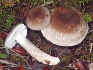 : Llenega d'alzinar (Hygrophorus persoonii) 