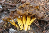 : Camagroc (Cantharellus Lutescens) 