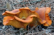 : Gí­rgola d'olivera (Omphalotus olearius) molt tòxic 