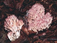 : Peu de rata (Ramaria botrytis) 