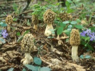 : Múrgola rosa (Morchella rotunda) 