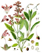 : Salvia Officinalis 