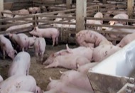 Detall d'una granja porcina