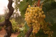Varietat de raïm blanc