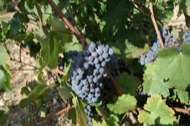 Varietat de raïm negre recuperat a la Noguera