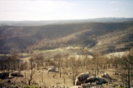 : La vall de Cellers després de l'incendi  Ramon Sunyer