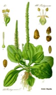 : Plantago major 