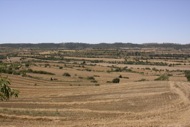 Vicfred: Camps de cereals segarrencs  Ramon Sunyer