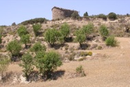 Torà: Sant Pere dels Murinyols  Ramon Sunyer