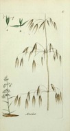 : civada (Avena sativa) 