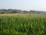 El blat de moro transgènic és un cultiu habitual