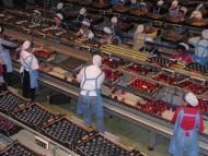 Lí­nia de classificació de fruita