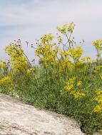 : La ruda vera, ruda, herba de les bruixes o herba de bruixa (Ruta graveolens) 