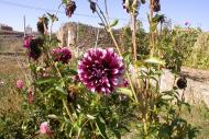 Torà: Flors  Ramon Sunyer